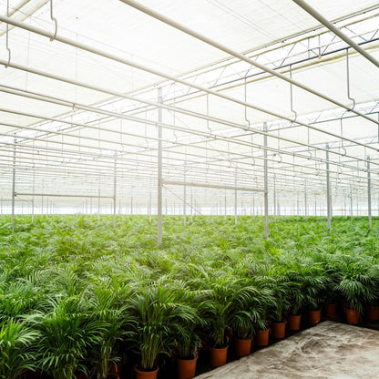 Areca-Palme Ø21cm – Luftreinigende Zimmerpflanze bis 110cm