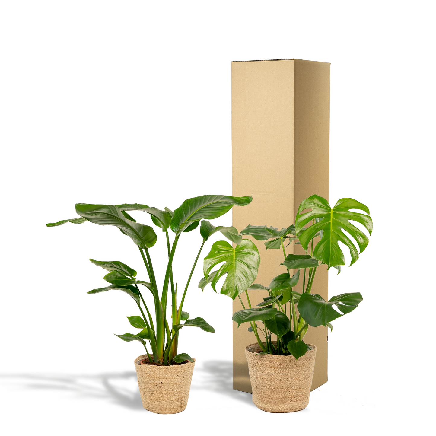 Strelitzie & Monstera Set mit Korb – Tropisches Wohnflair