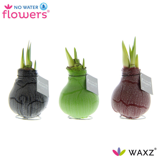 Wachsblume Marmor 3er Set – Pflegeleichte Deko Ø7-15 cm