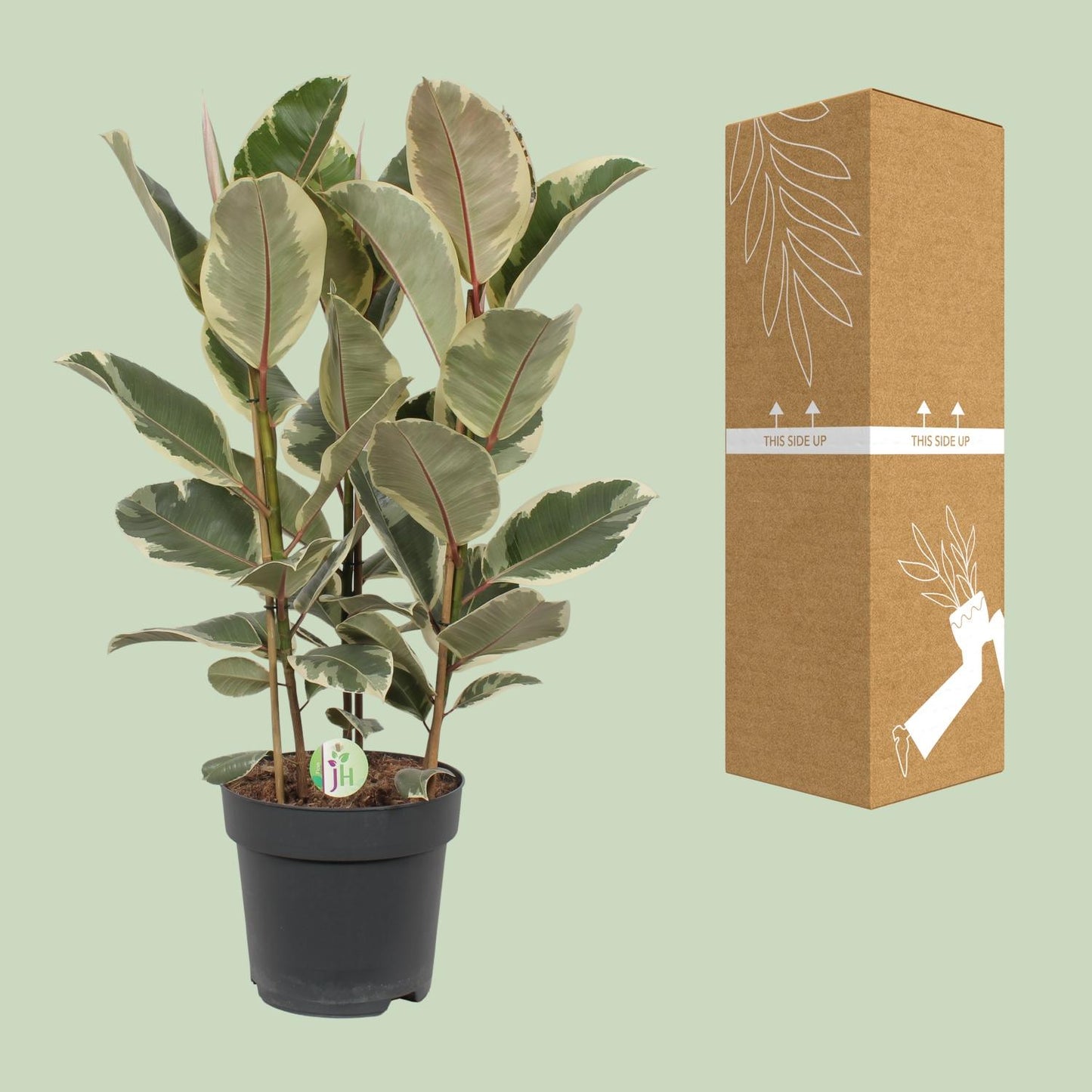 Ficus Tineke – Pflegeleichte Zimmerpflanze Ø27cm