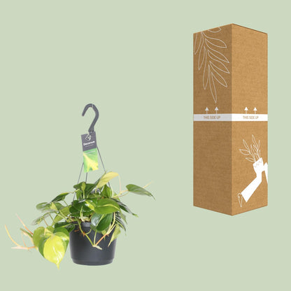 Philodendron Scandens Brasil – Pflegeleichte Zimmerpflanze Ø17cm