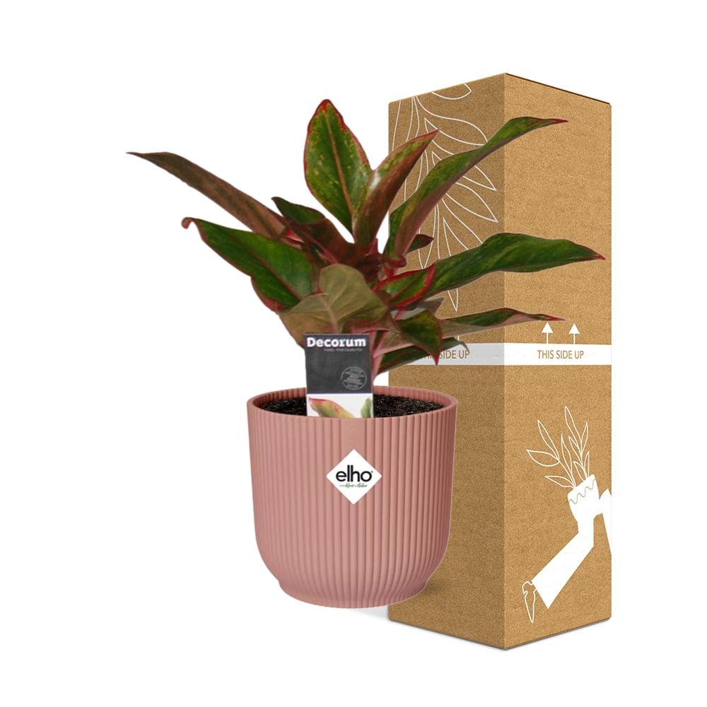 Aglaonema Crete in ELHO Vibes Fold 14 cm rosa – Luftreinigende Zimmerpflanze