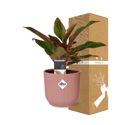 Aglaonema Crete in ELHO Vibes Fold 14 cm rosa – Luftreinigende Zimmerpflanze