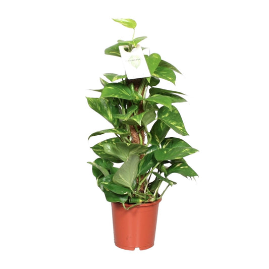 Epipremnum Aureum – Goldene Efeutute Ø15 cm, ca. 60 cm hoch
