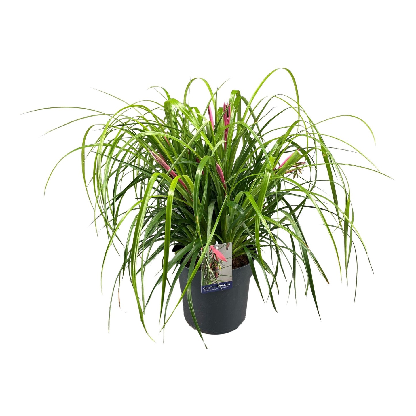 Billbergia Nutans 'Tears Of Joy' – Tropische Zimmerpflanze Ø24cm