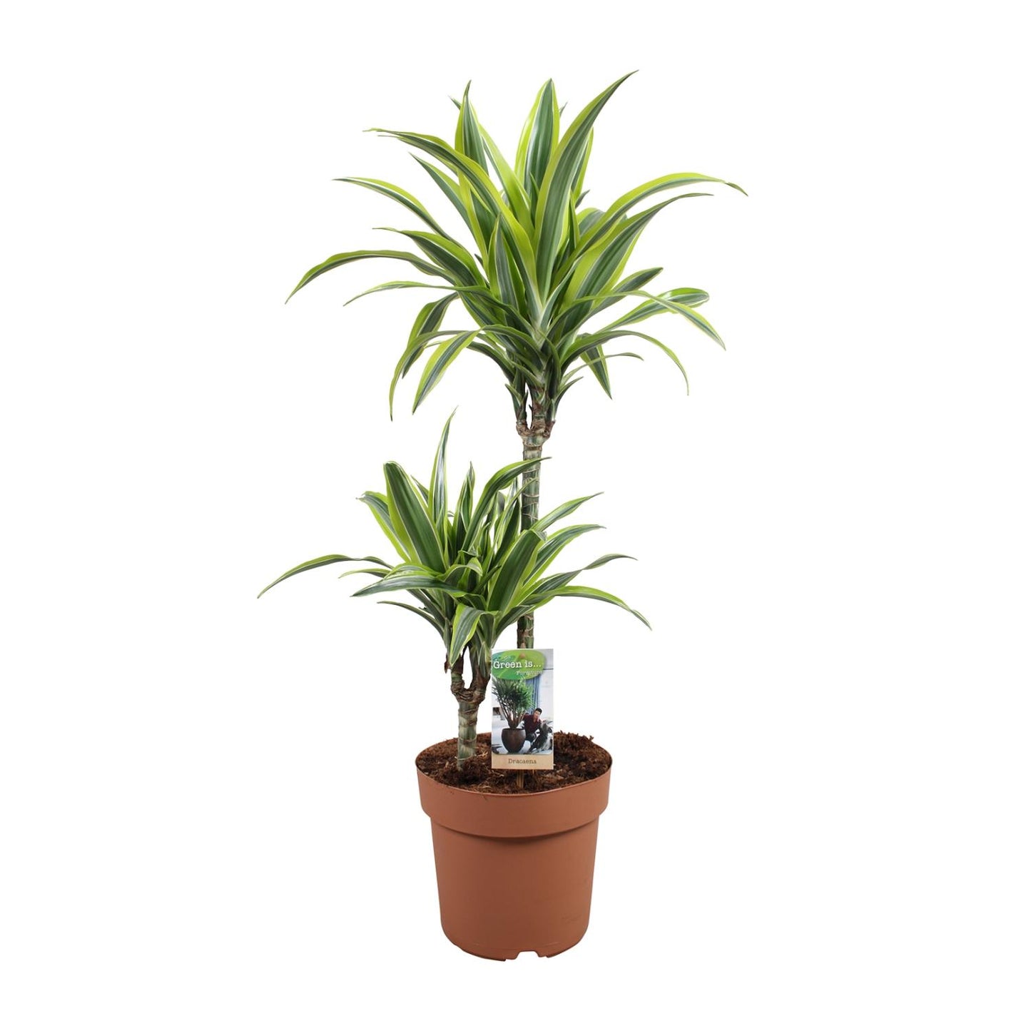 Drachenbaum Lemon Lime – 90 cm pflegeleichte Zimmerpflanze