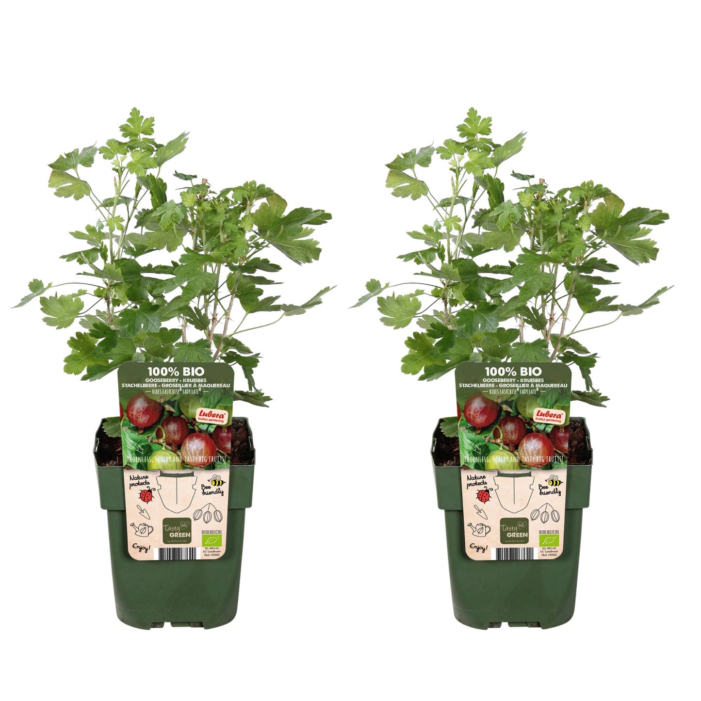 2x Ribes Easycrisp® 'Lady Sun' - pflegeleichter Johannisbeerstrauch Ø13cm