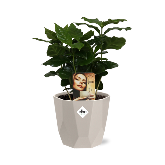Coffea Arabica Zimmerpflanze im ELHO b.for rock 14 cm Topf