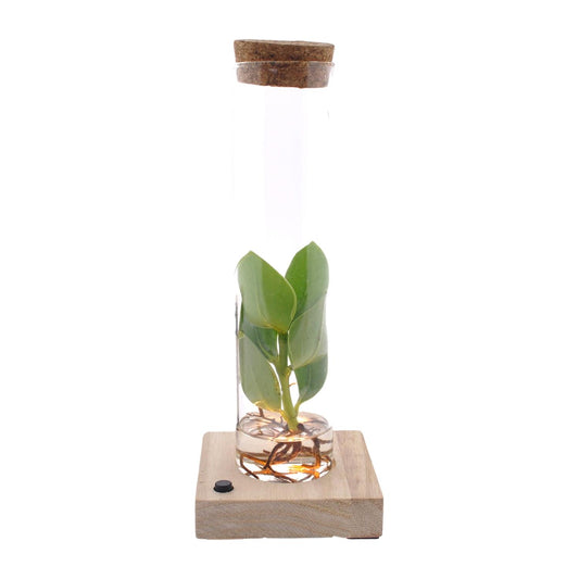 Clusia im Glas mit LED – Hydrokultur Zimmerpflanze 10 cm