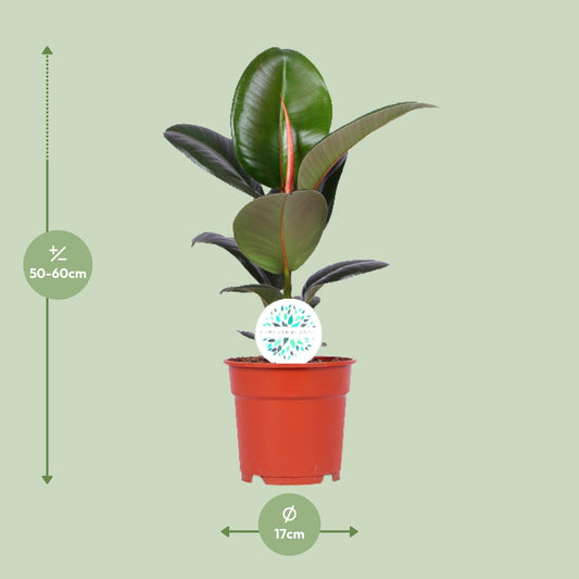 Ficus Elastica Robusta – Pflegeleichter Gummibaum Ø17cm