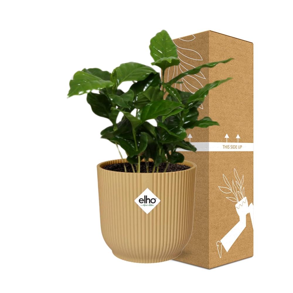 Coffea Arabica Zimmerpflanze im ELHO Vibes Fold Topf Gelb 14cm
