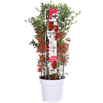 Pyracantha coccinea Red Star – Immergrüner Feuerdorn mit roten Beeren