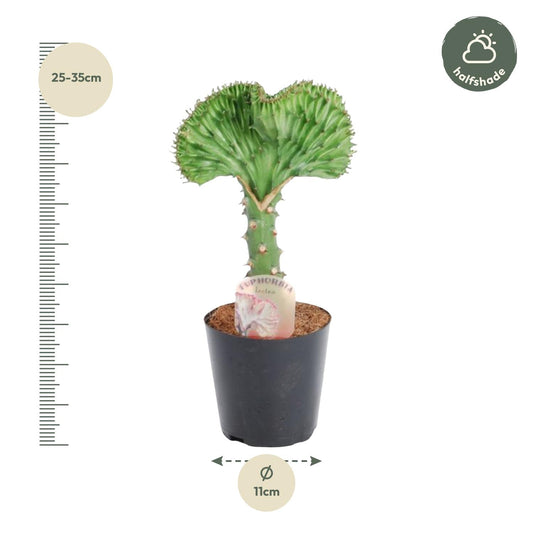 Euphorbia lactea Cristata – Korallen-Kaktus 30 cm