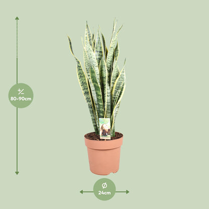 Sansevieria trifasciata Laurentii – Schwiegermutterzunge Ø24cm
