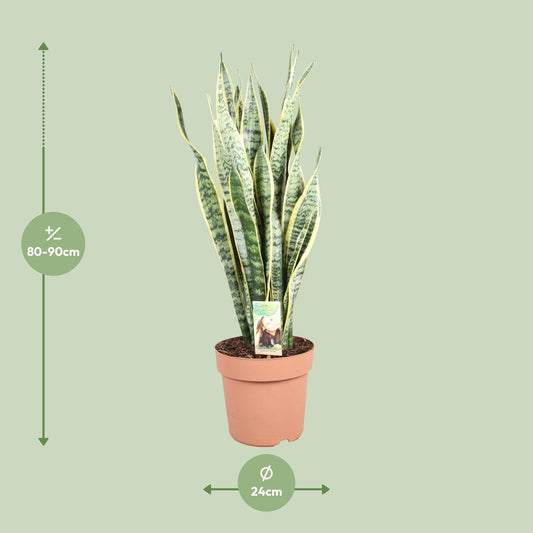 Sansevieria trifasciata Laurentii – Schwiegermutterzunge Ø24cm
