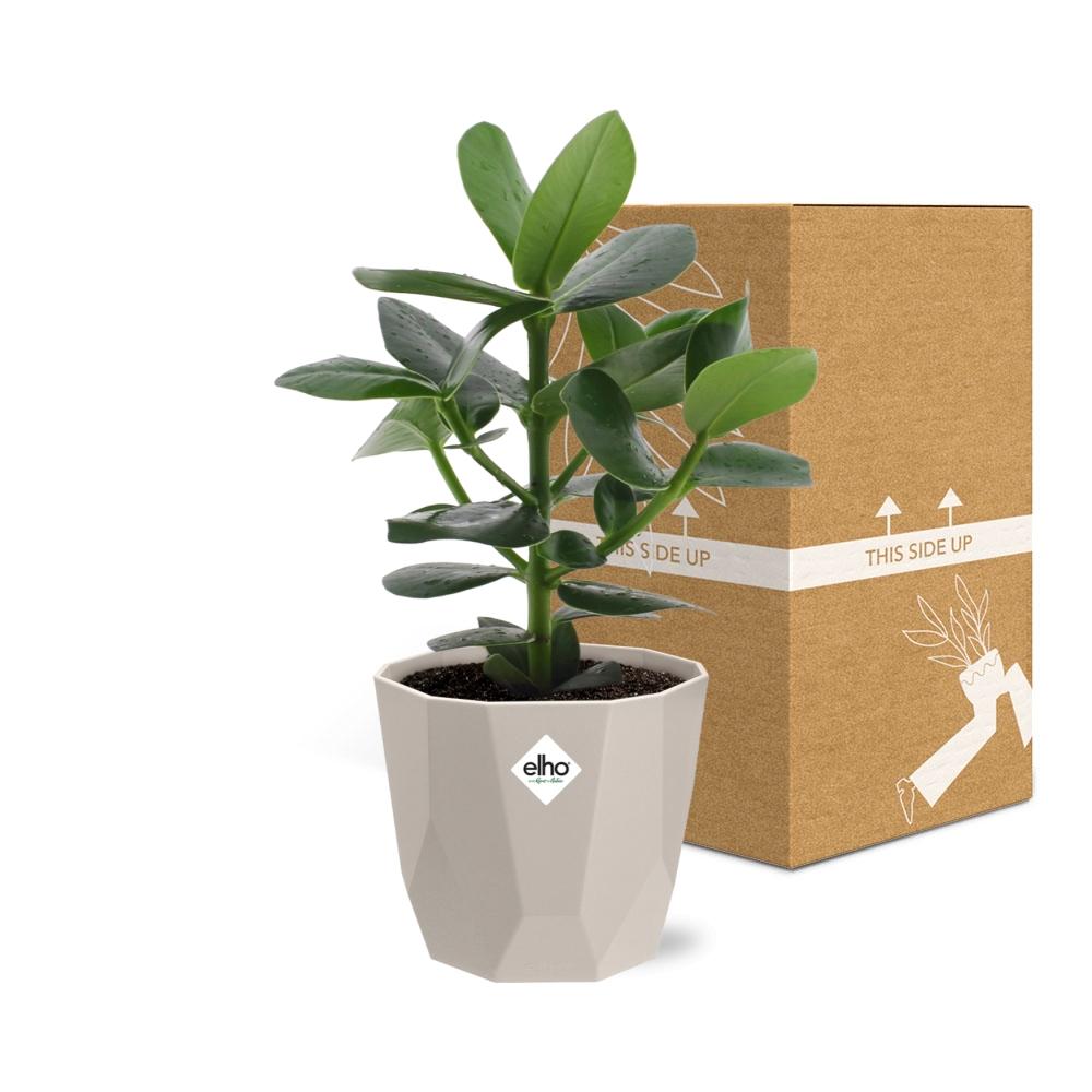 Clusia Princess in ELHO b.for rock 14 cm warm grey