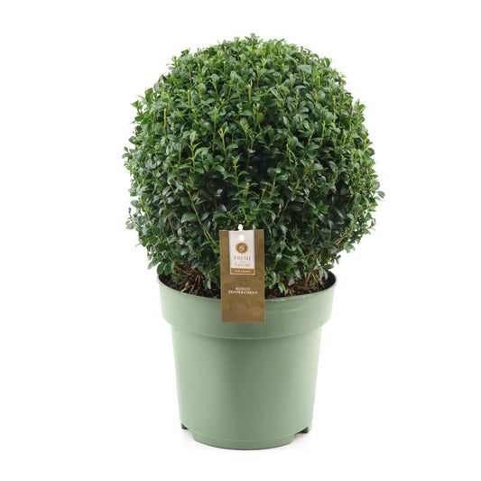 Buchsbaum Ball Ø32cm – Pflegeleichte, robuste Zimmerpflanze