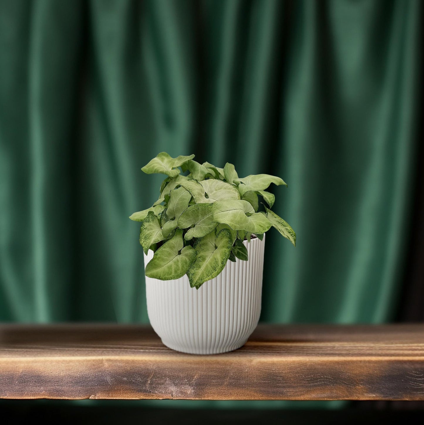 Syngonium 'White Butterfly' – kompakte Pfeilblatt-Rebe Ø13cm