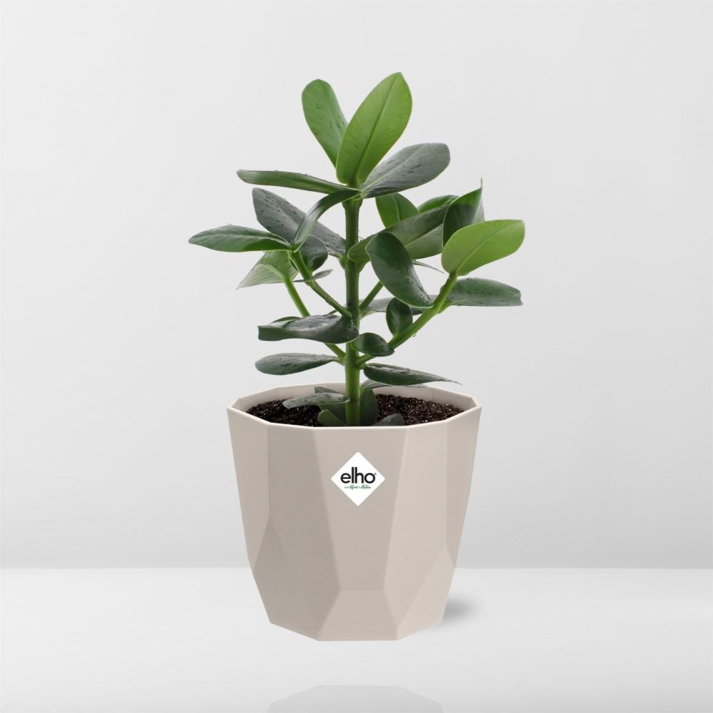 Clusia Princess in ELHO b.for rock 14 cm warm grey