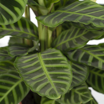 Pfauenpflanze Zebrina – Tropische Zimmerpflanze Ø19cm