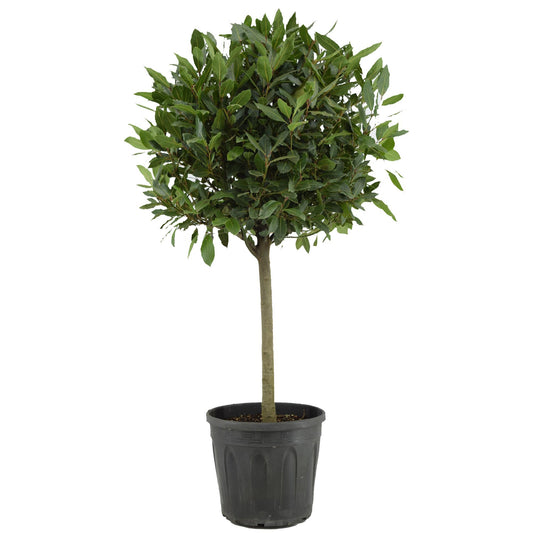Laurus Nobilis - Ø30cm - ↕130cm