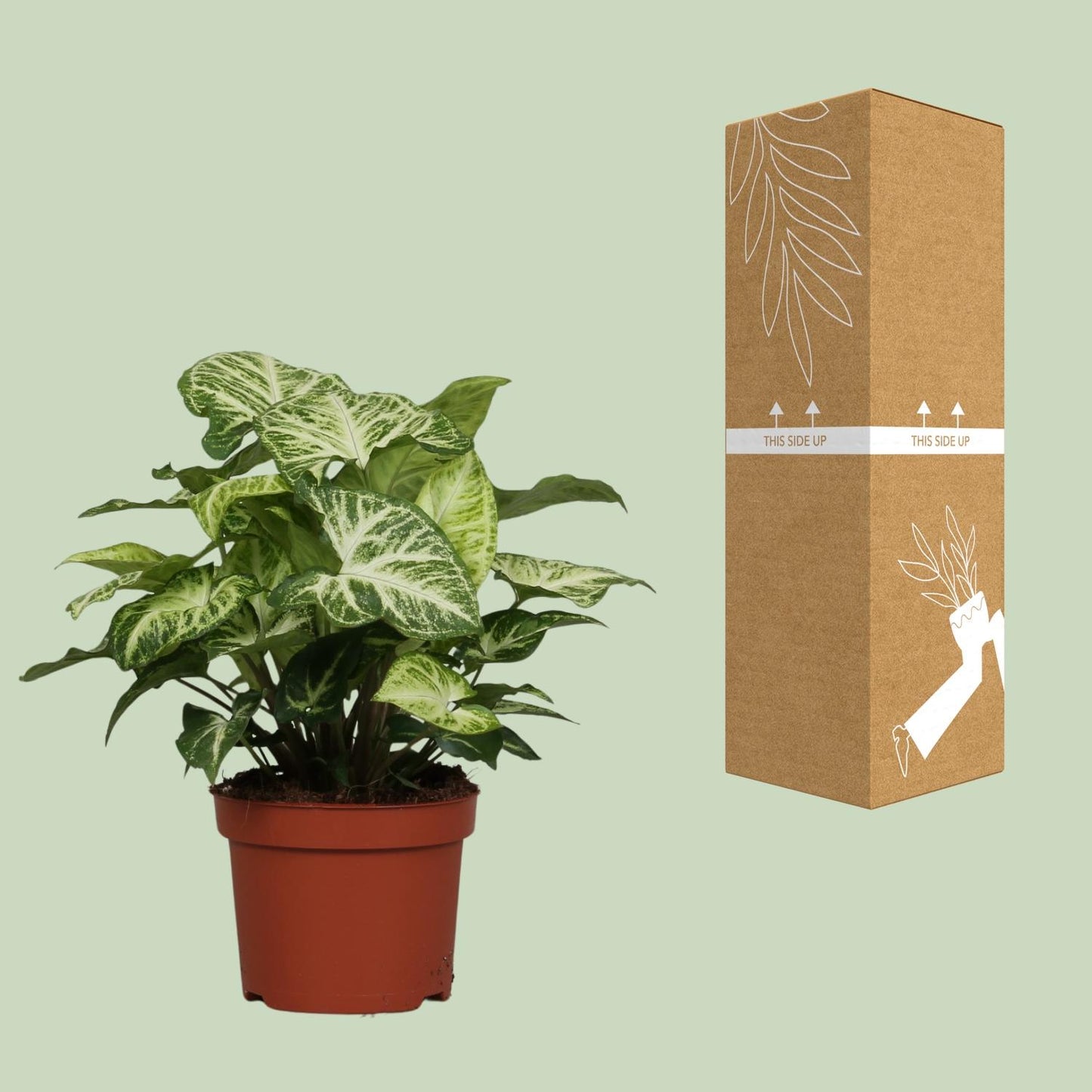 Syngonium Arrow – Luftreinigende Zimmerpflanze Ø12cm
