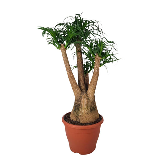 Beaucarnea Nolina – Elefantenfuß Ø29cm, 90cm Höhe