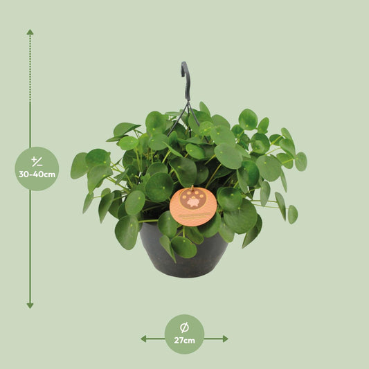 Pilea Peperomioides – Pflegeleichte Zimmerpflanze Ø27cm