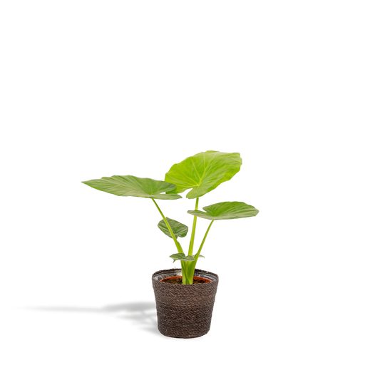 Elefantenohr Alocasia 70 cm mit Korb Igmar