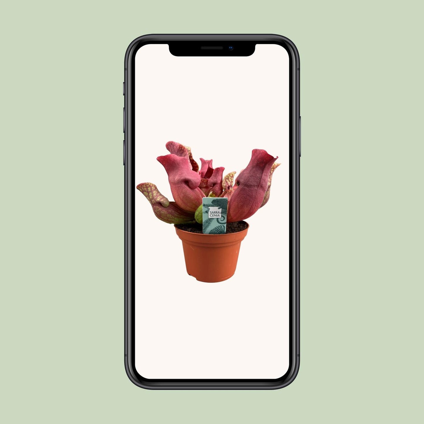 Sarracenia Venosa Red – Exotische Kannenpflanze Ø12cm