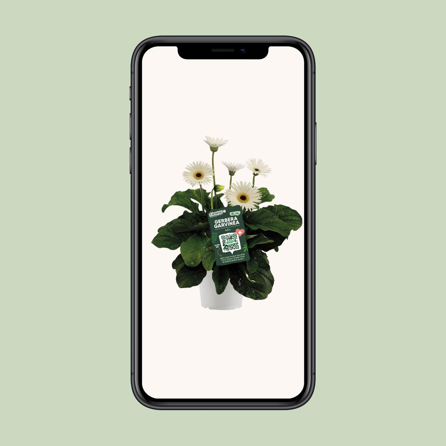 Garvinea Gerbera Wit – Pflegeleichte Gartenblume Ø19cm