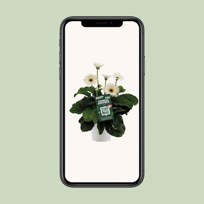 Garvinea Gerbera Wit – Pflegeleichte Gartenblume Ø19cm