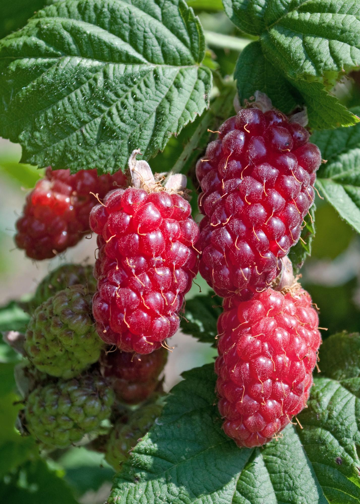 3er Set Rubus Mix – Robuste und pflegeleichte Gartensträucher