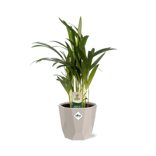 Dypsis Lutescens (Bambuspalme) 12cm in ELHO b.for rock Topf