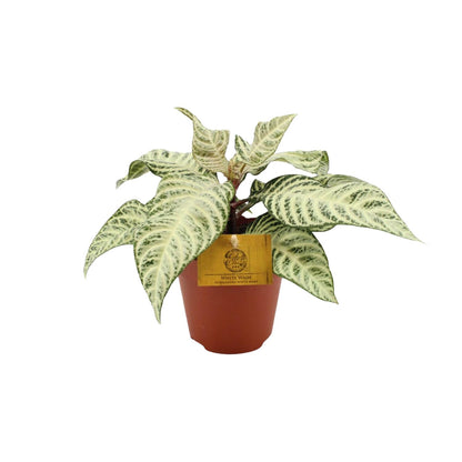 Aphelandra White Wash – Zebra Pflanze Ø25cm