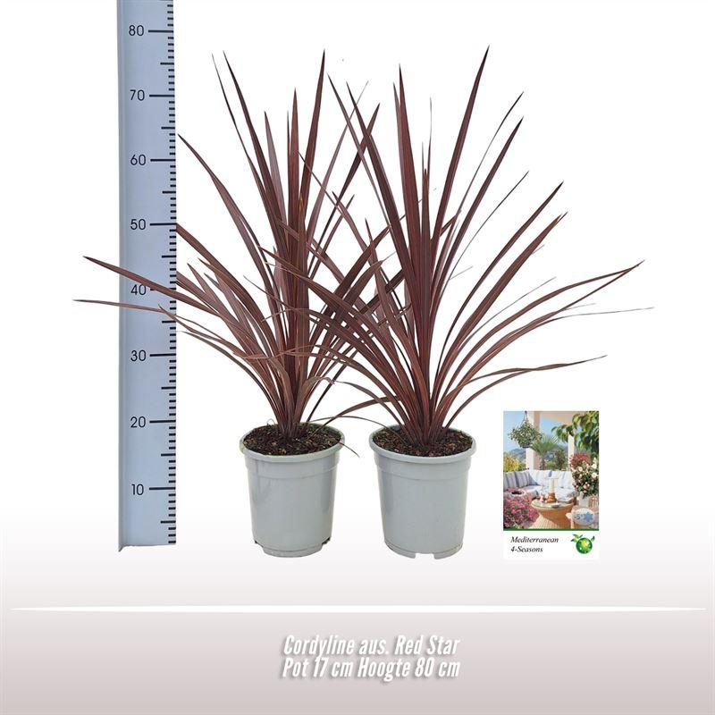 Keulenlilie 'Red Star' – Exotische, pflegeleichte Zimmerpflanze Ø17cm