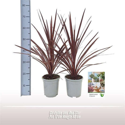 Keulenlilie 'Red Star' – Exotische, pflegeleichte Zimmerpflanze Ø17cm