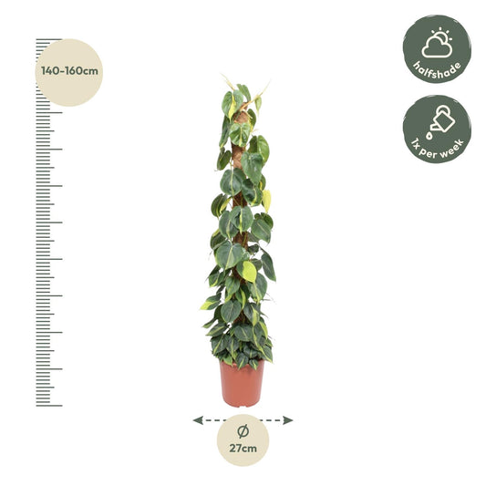 Philodendron Scandens Brasil – 150 cm, Ø 27 cm, pflegeleicht