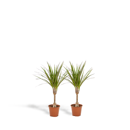 2x Dracaena Zimmerpflanze – 60 cm, Ø14 cm, pflegeleicht