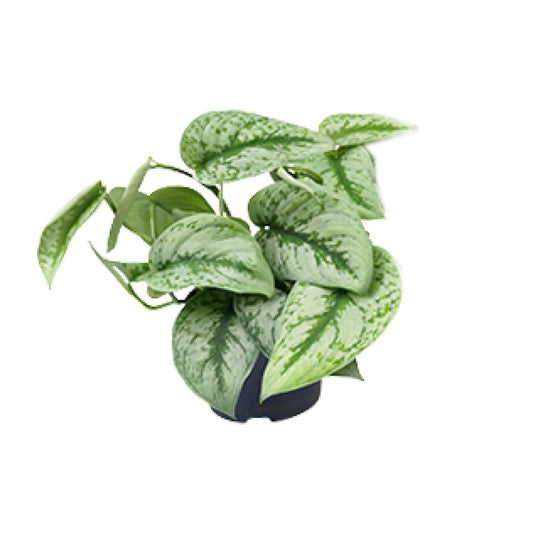 Scindapsus Pictus Trebie – Pflegeleichte Zimmerpflanze Ø12cm