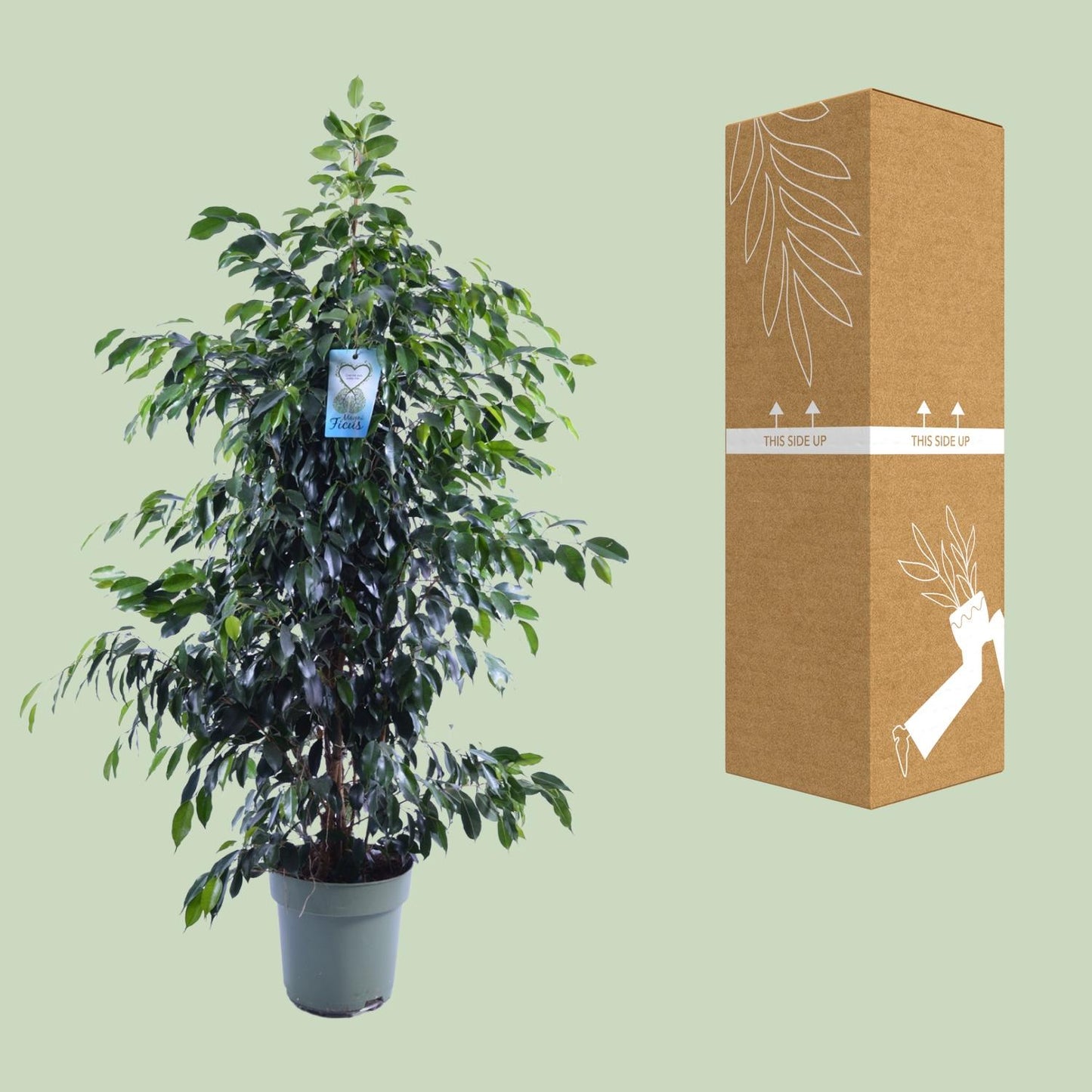 Ficus Benjamina Midnight Lady – Elegante Zimmerpflanze Ø27cm