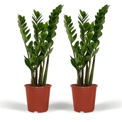 2x Zamioculcas Zamiifolia – Smaragdpalme, 50 cm, ø14 cm