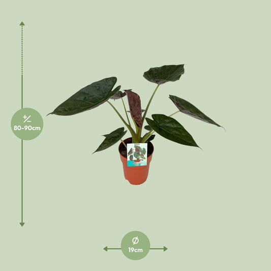Alocasia Wentii – Elegante, pflegeleichte Zimmerpflanze Ø19cm