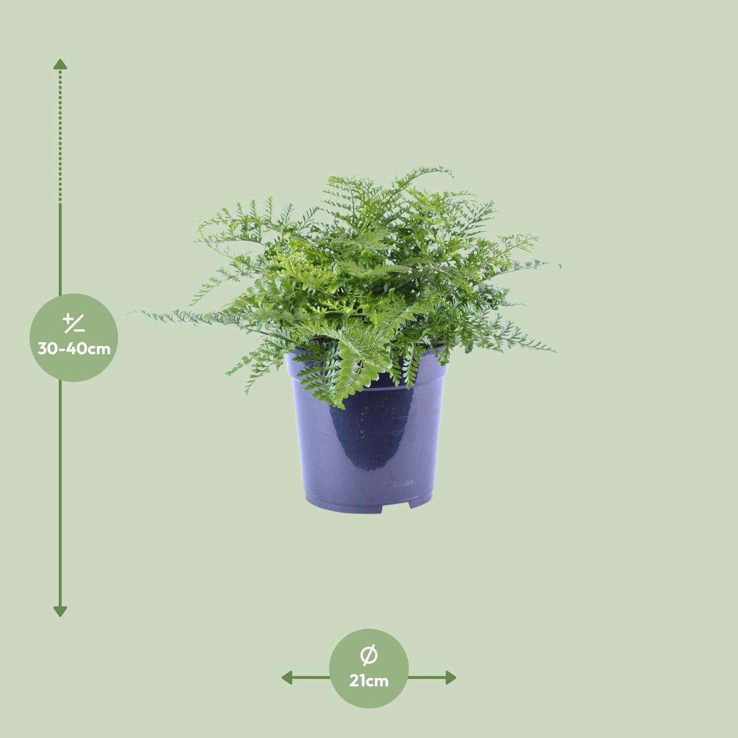 Asplenium Parvati – Eleganter Zimmerfarn Ø21cm