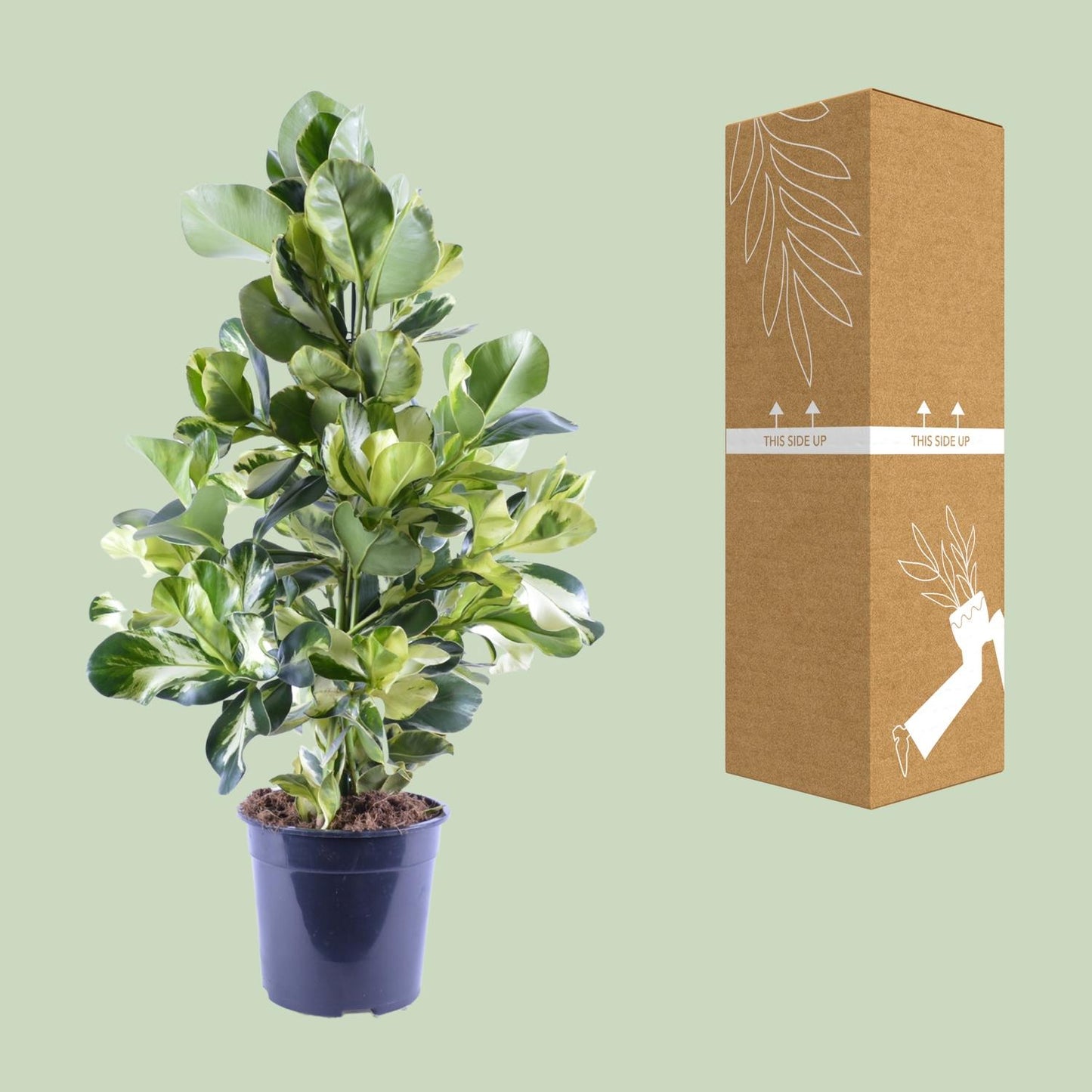 Clusia Rosea White Star – pflegeleichte Zimmerpflanze Ø24cm