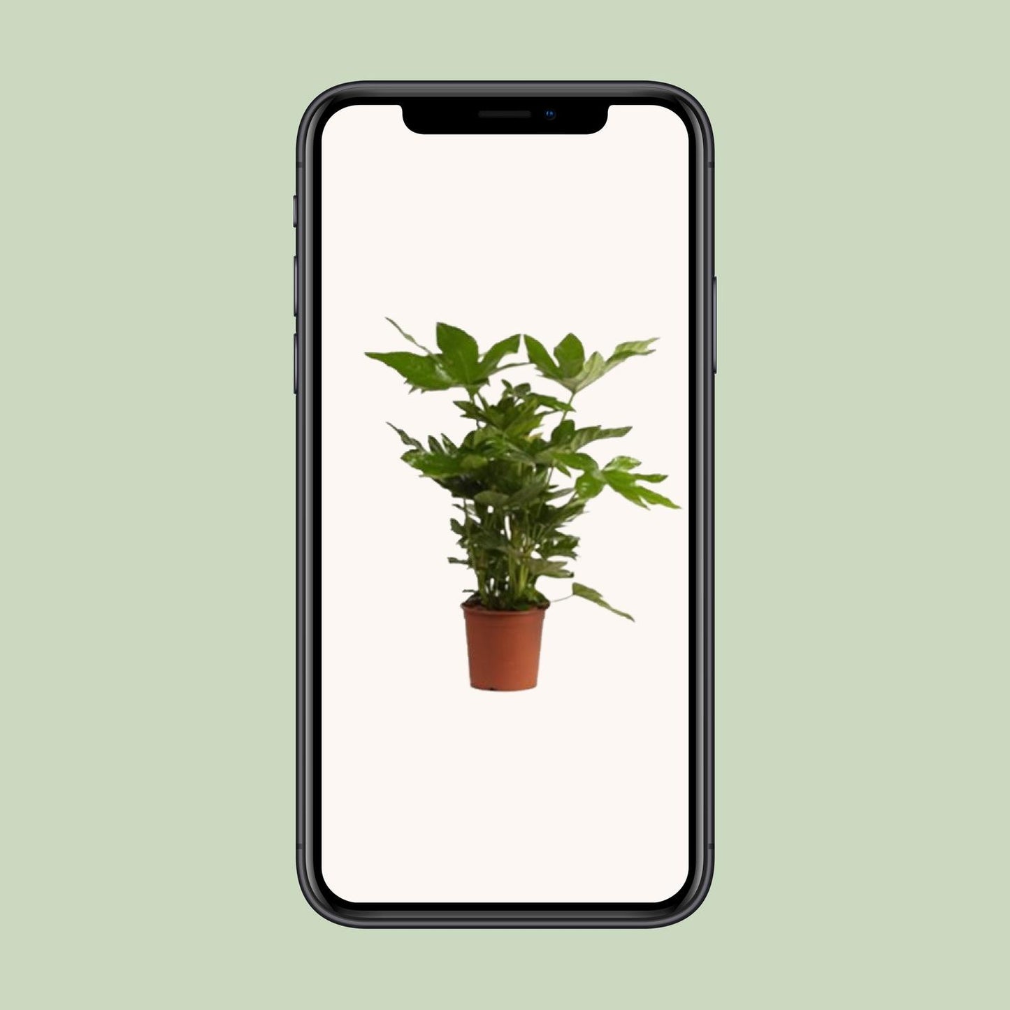 Fatsia Japonica – Pflegeleichte Zierpflanze für Garten & Balkon
