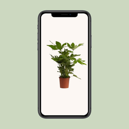 Fatsia Japonica – Pflegeleichte Zierpflanze für Garten & Balkon