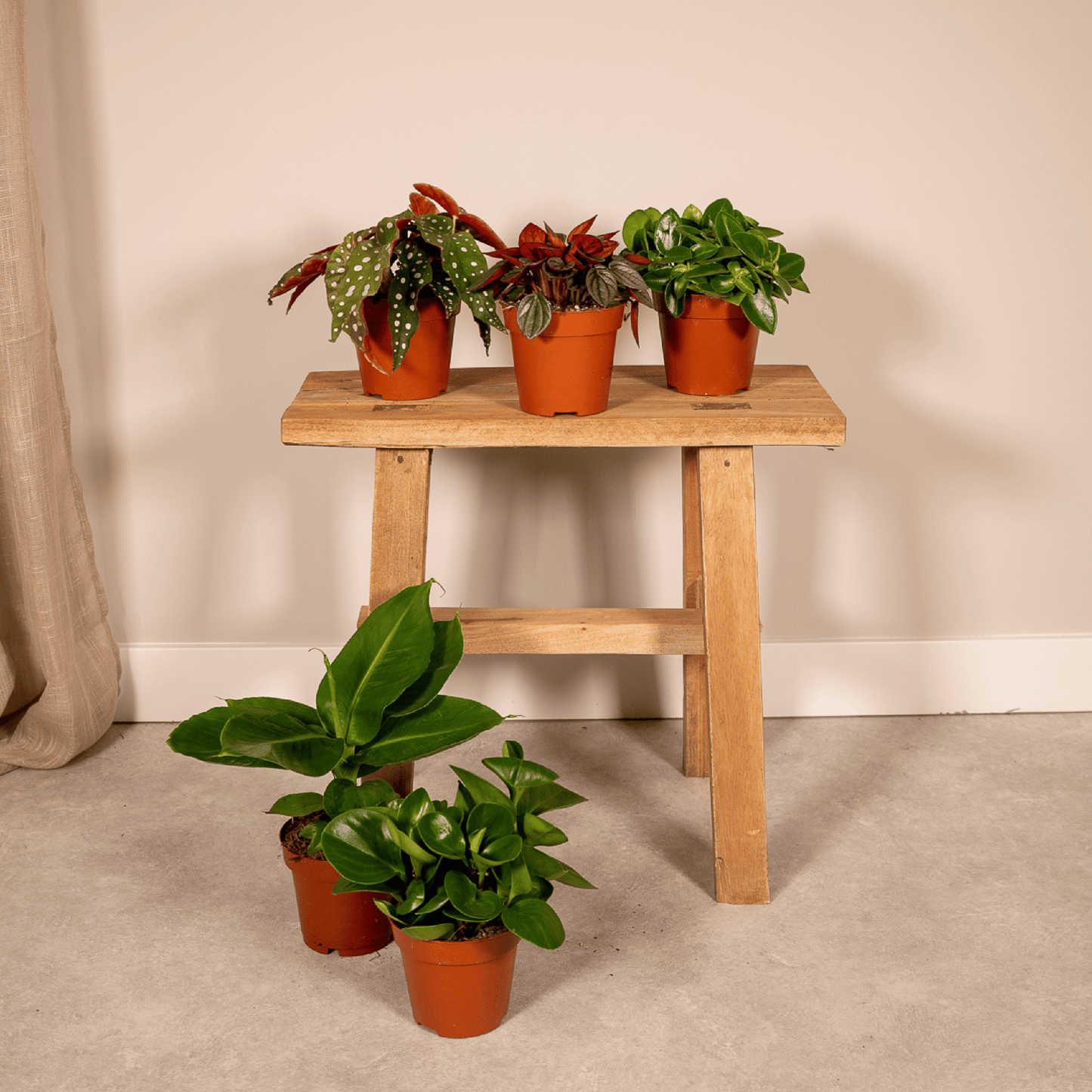 Überraschungs Pflanze Ø12cm, ca. 25cm – pflegeleicht & grün