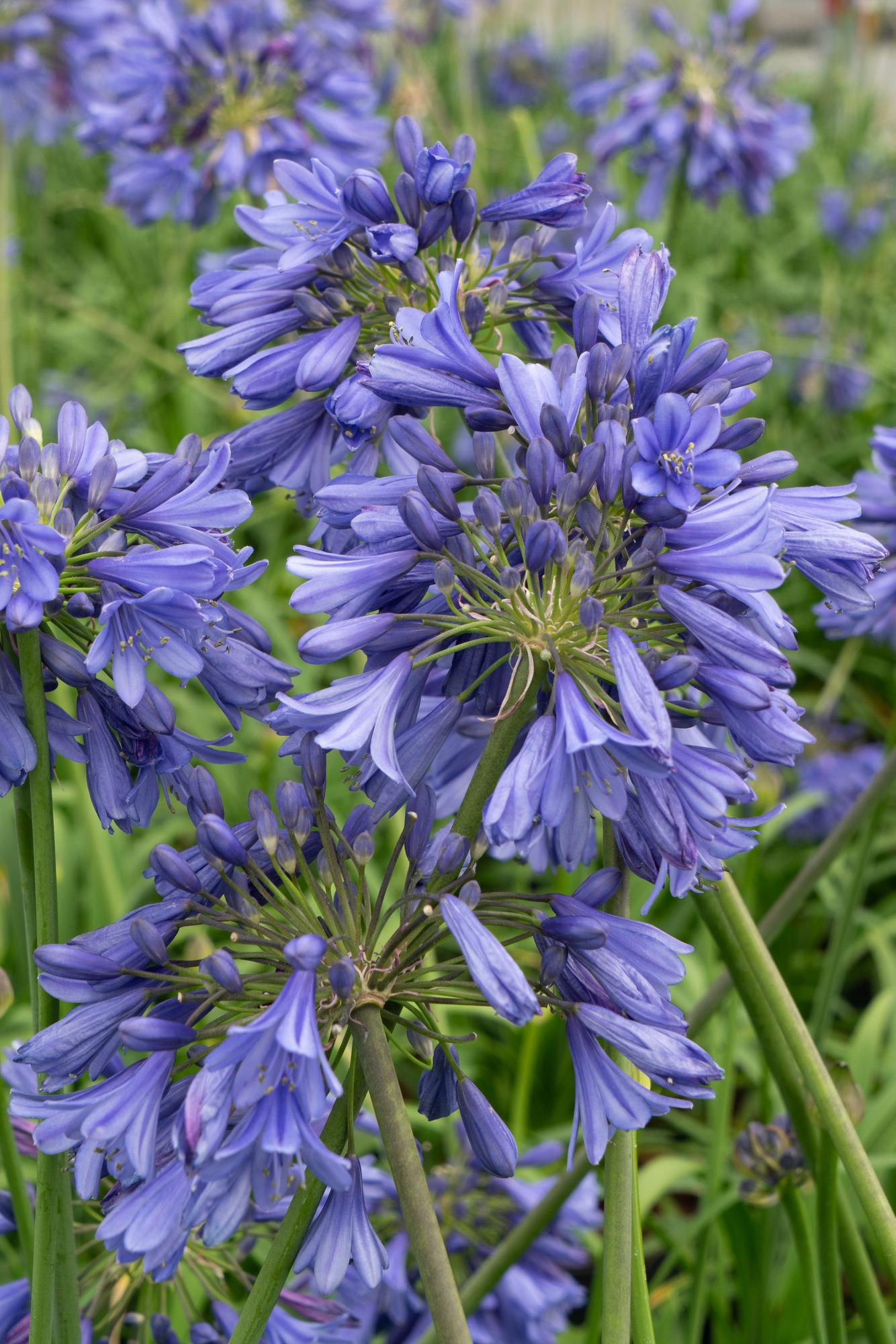 Agapanthus 'Ever Sapphire' – Tiefblaue Blüten, Ø19cm Topf