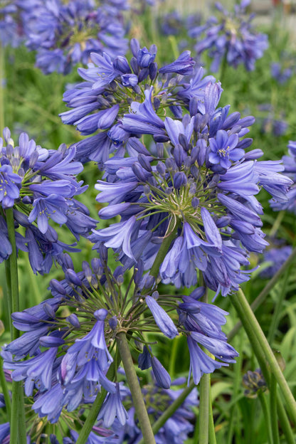 Agapanthus 'Ever Sapphire' – Tiefblaue Blüten, Ø19cm Topf